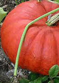 Cucurbita pepo 'Cinderella' ('Rouge vif D'etampes')